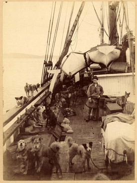 Dogs on the deck of the Southern Cross