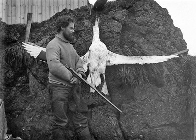 Hamilton albino giant petrel