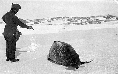 Leslie Whetter shoot weddell seal