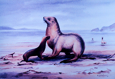 Edward Wilson, watercolour painting - Seals
