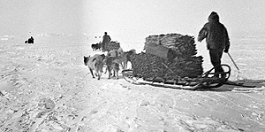 amundsen using dog sleds