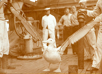 Albatross on the deck of the Gauss