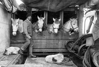 Captain Oates with ponies and sled dogs on the Terra Nova