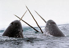 narwhal