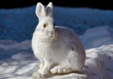 snowshoe hare