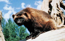 wolverine animal