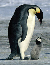 Animals in Antarctica - South Polar Animals in Antarctica - South Polar