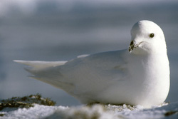 Animals in Antarctica - South Polar Animals in Antarctica - South Polar
