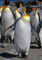 Animals in Antarctica - South Polar Animals in Antarctica - South Polar