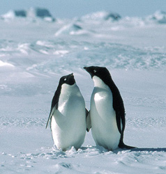 Animals in Antarctica - South Polar Animals in Antarctica - South Polar