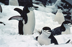 Animals in Antarctica - South Polar