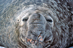 Animals in Antarctica - South Polar Animals in Antarctica - South Polar