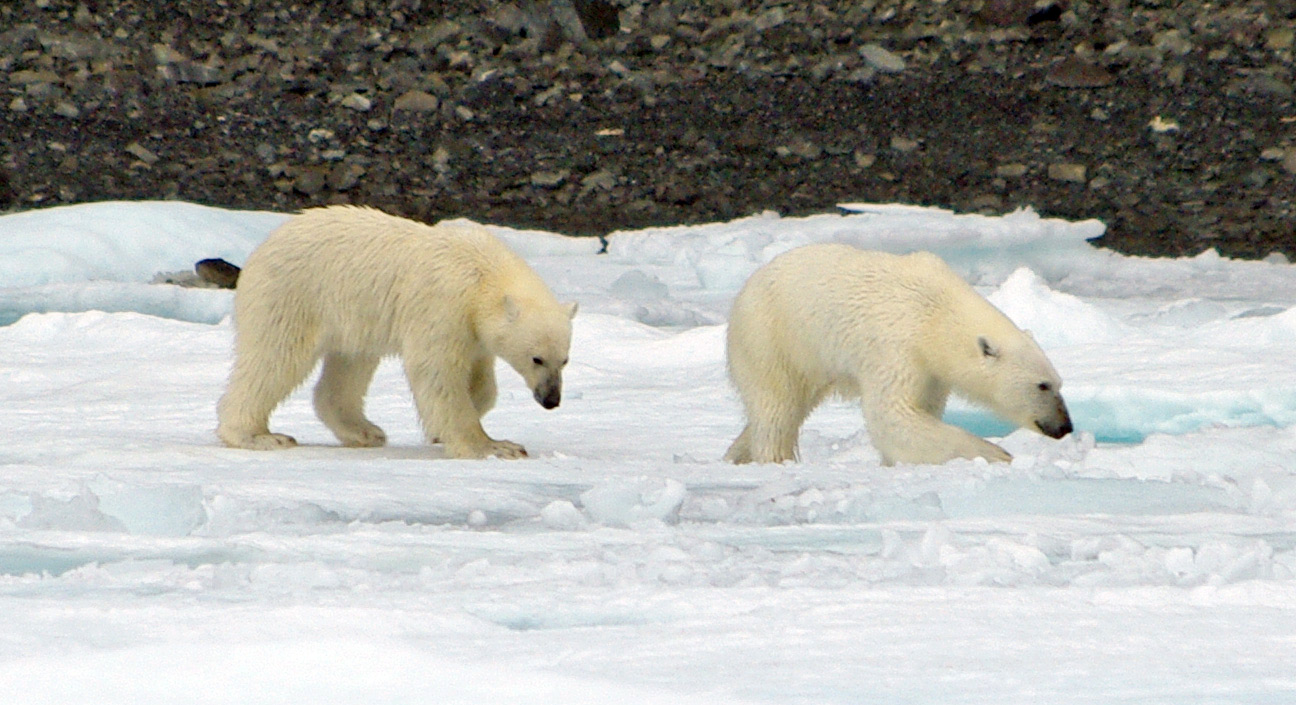 arctic ocean animals and plants