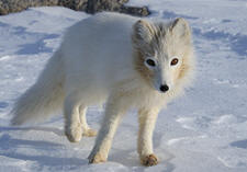 arctic fox