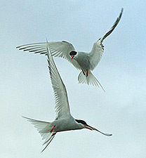 arctic tern