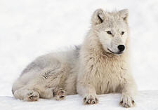 Arctic Animals - a list of North Polar animals