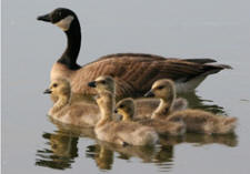 canada goose