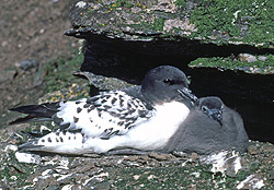 cape petrel