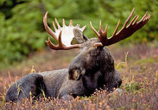 moose, elk