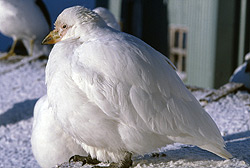 snowy sheathbill