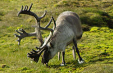 caribou, reindeer