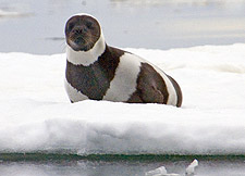 ribbon seal