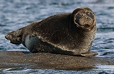 ringed seal