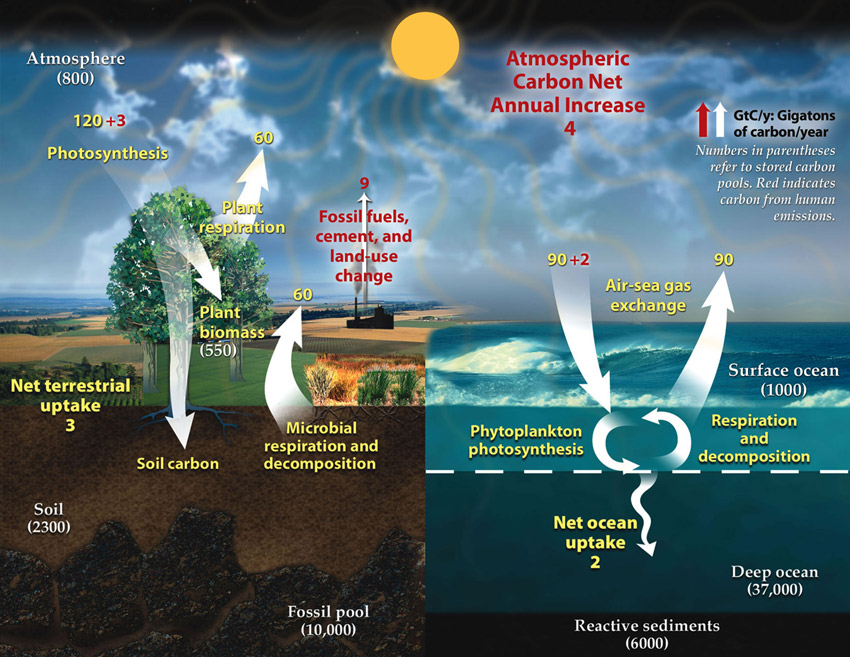 Carbon cycle