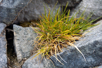 Deschampsia antarctica - Antarctic hair grass on the Peninsula