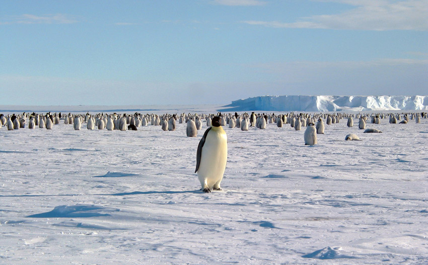 Antarctic cruise ship