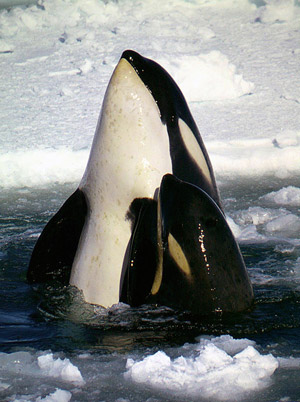 Killer whale and calf, spyhopping