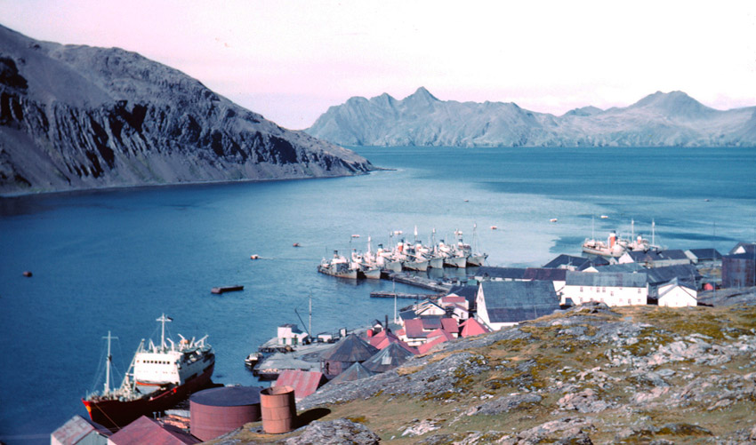 Fleet of whaling chase vessels at Leith Harbour - South Georgia. Photo courtesy NOAA