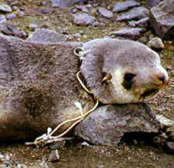Female fur seal entangled in discarded fishing line.