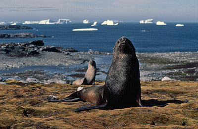 southern fur seal