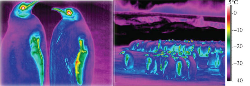 Thermal image of emperor penguin group