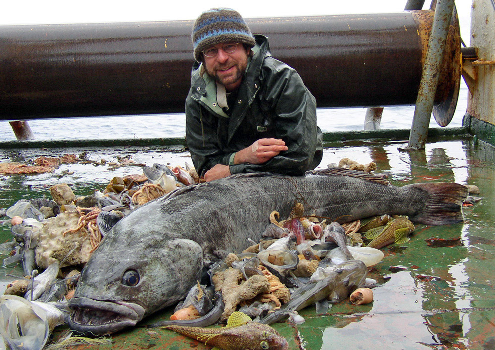 antarctic toothfish