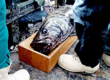 Antarctic Toothfish, a related species - this one was caught by researchers and returned to the sea