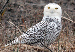 snowy owl