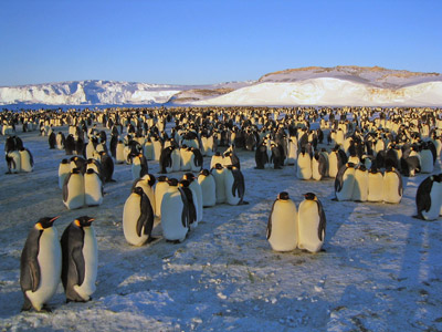 Adelie penguin