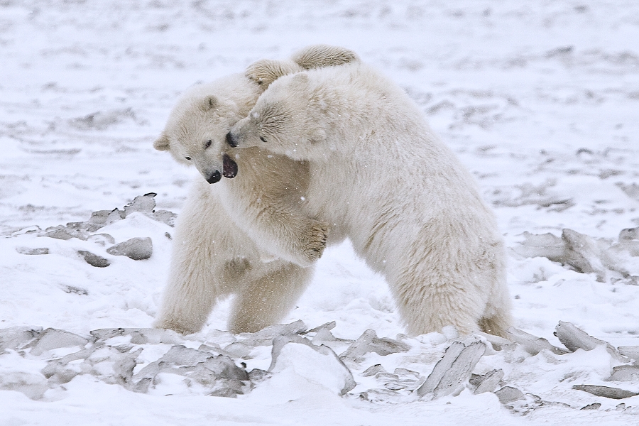 Polar Bear Facts and Adaptations - Ursus maritimus