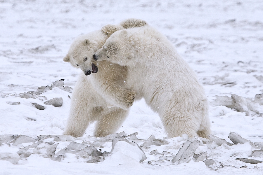 Surprising Polar Bear Facts About the King of the Arctic
