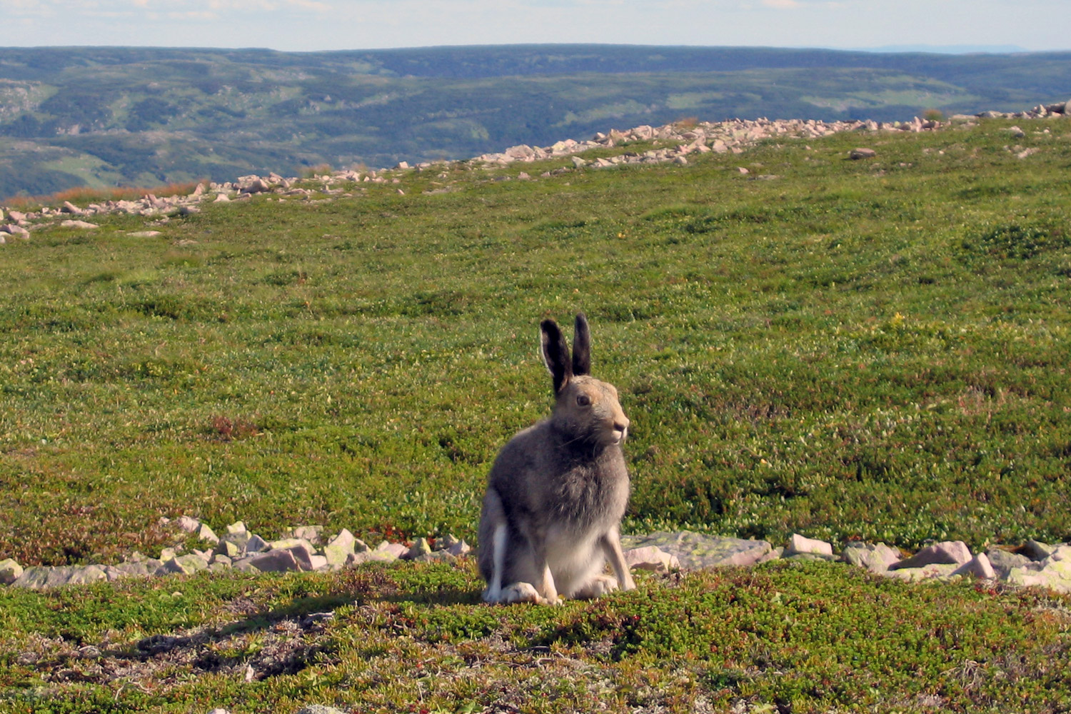 Arctic Hare Babies