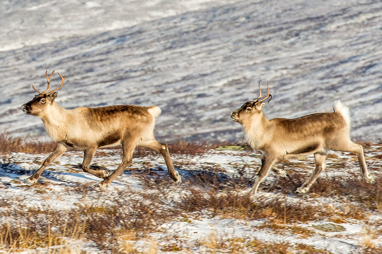 Reindeer of the Arctic, Facts and Adaptations - Rangifer tarandus, also  called caribou