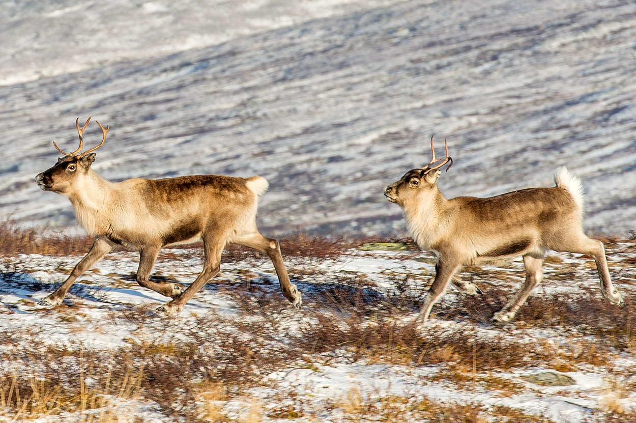 Reindeer Of The Arctic Facts And Adaptations Rangifer Tarandus Also Called Caribou - where are the 6 reindeers growing up roblox