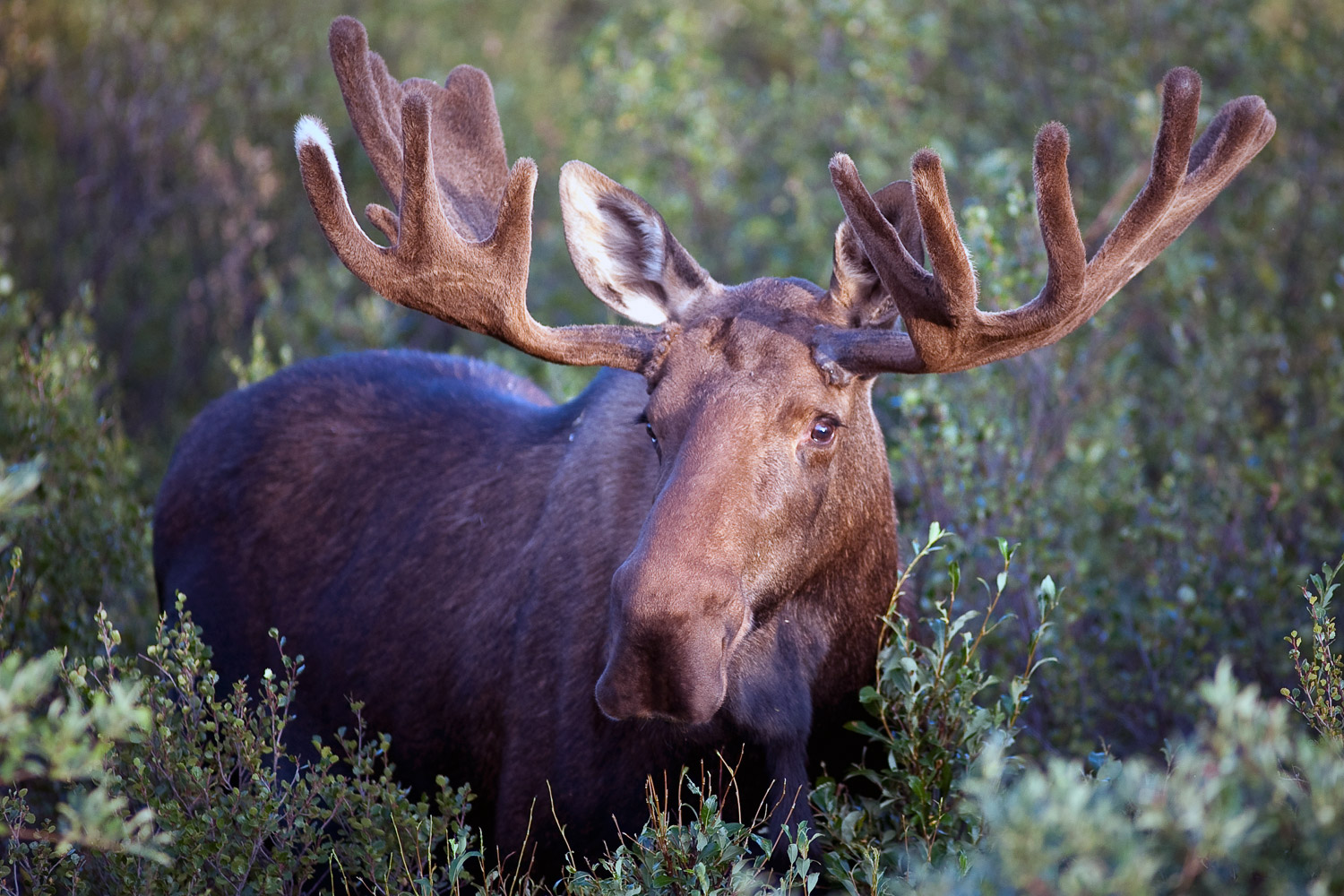 Snow on the Hoof: How Deer, Elk and Other Western Wildlife Cope in Harsh  Winters - Cool Green Science