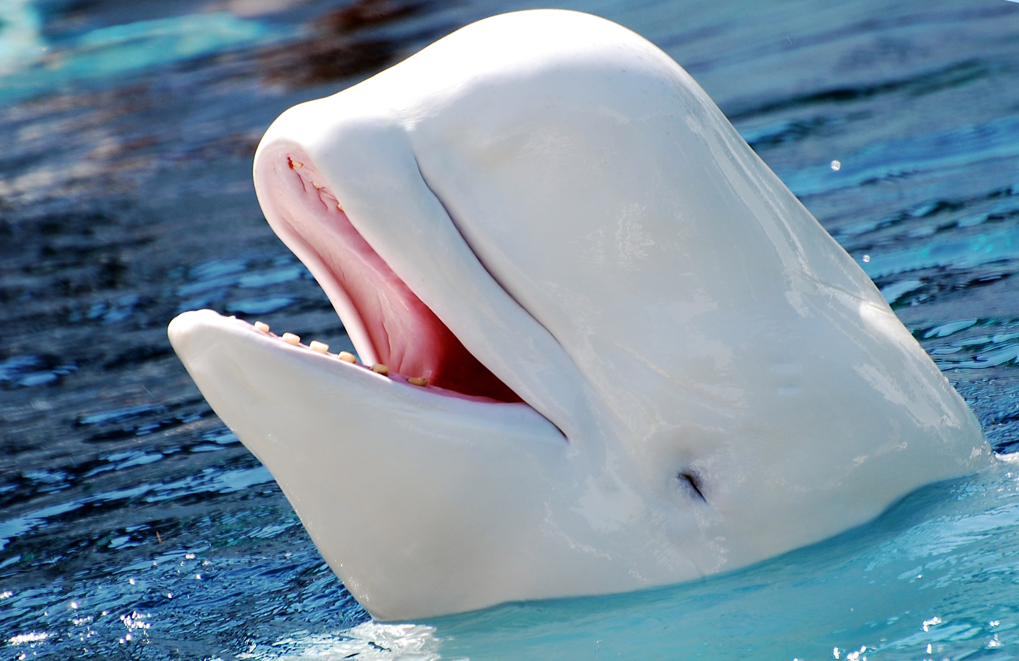 Beluga Whale Facts and Adaptations - Delphinapterus leucas