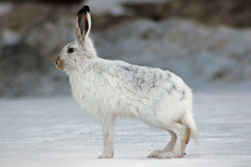 Arctic hare in winter coat