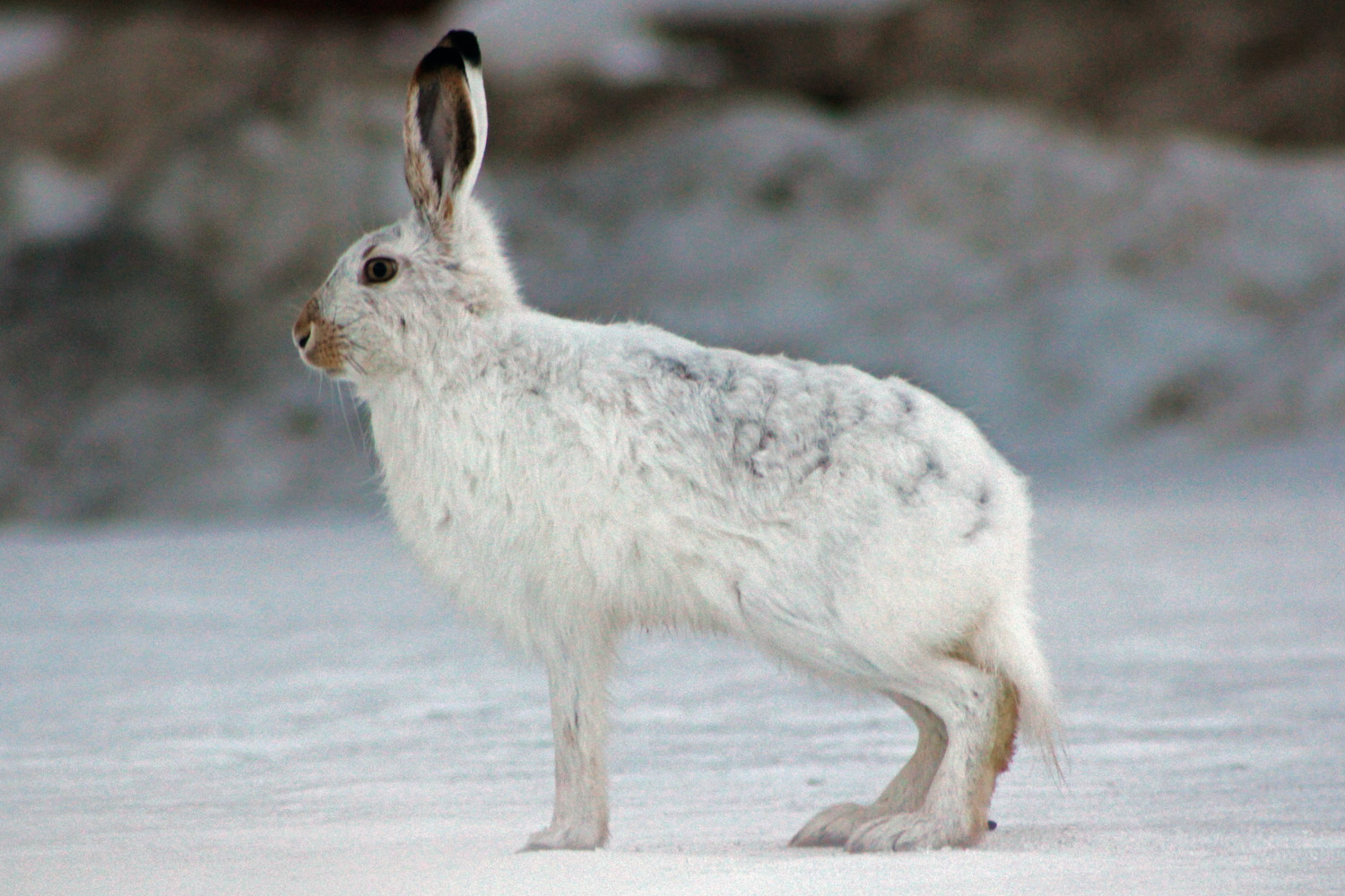 Arctic Hare Diagram