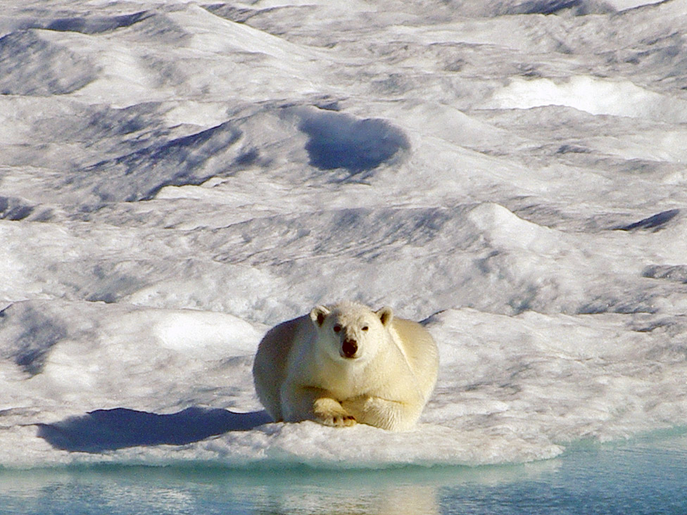 how are polar bears adapted to their habitat