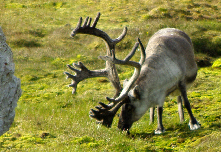 Reindeer of the Arctic, Facts and Adaptations - Rangifer tarandus, also  called caribou